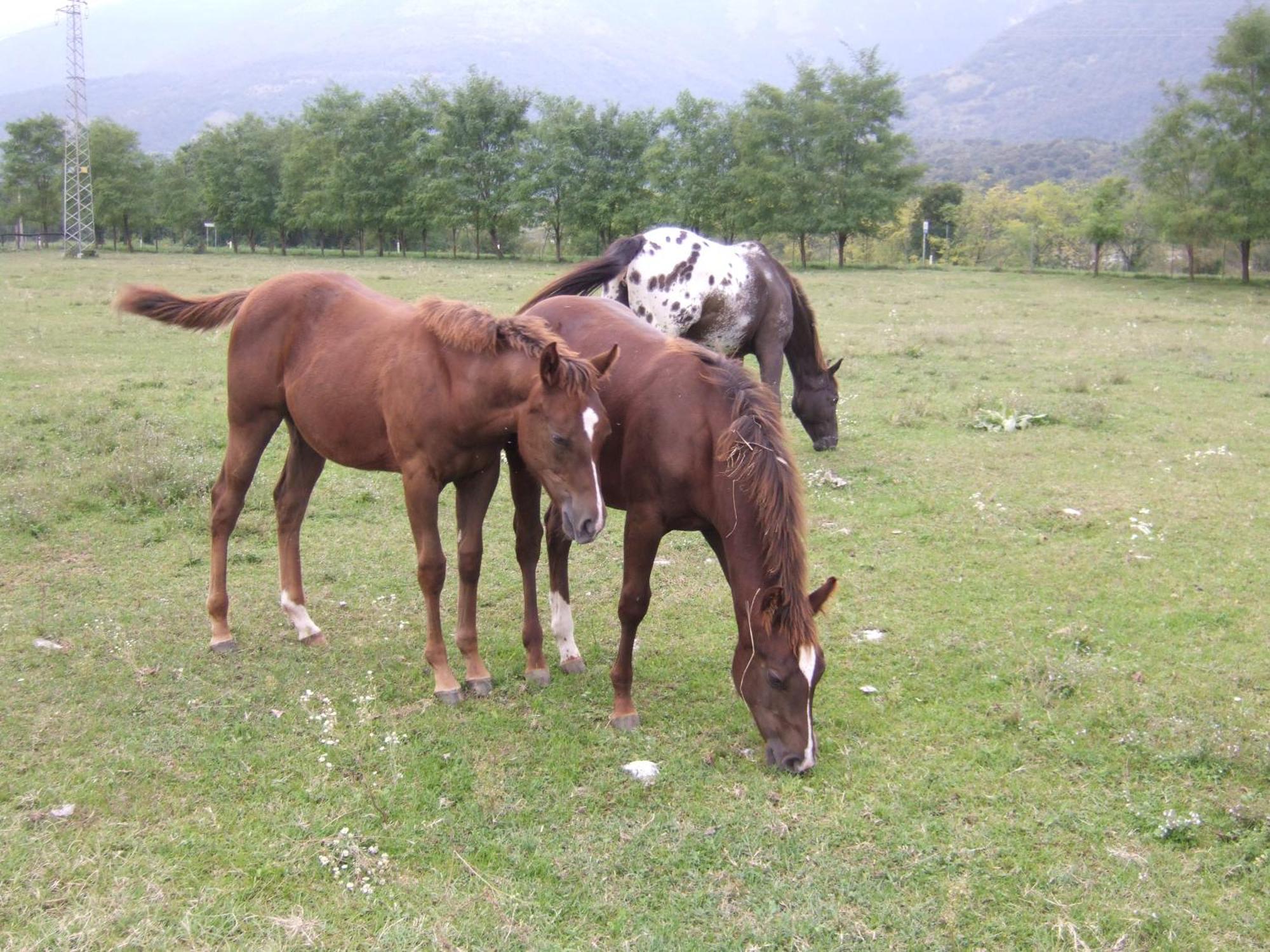 Agriturismo Al Ranch Castello dʼAviano Extérieur photo